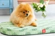 Чехол для лежанки WAUDOG Relax, рисунок "Зеленые листья", размер S, 55х40 см (1308-0108) - изображение 2