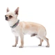 Кожаный ошейник для собак WAUDOG Classic с QR паспортом 19-25 см Серый XXS (020111) - изображение 9