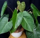 Удобрение для филодендрона - стимулятор роста и цветений Агровастин (концентрат) 1л. - изображение 5