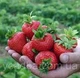 Удобрение для клубники - органическое, гуминовое, стимулятор роста Агровастин (концентрат) 1л. - изображение 2