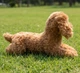 Мягкая игрушка щенок пушистый той пудель реалистичная собачка dog 40см (Vl 84) - изображение 3