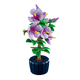 Конструктор Гибискус 660 деталей, серия Icons Botanical Collection, Hibiscus 1:1, цветы - изображение 3
