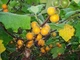 Семена Паслен индийский, Теронг Була, Solanum ferox 5 шт/уп - изображение 3