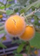Семена Паслен индийский, Теронг Була, Solanum ferox 5 шт/уп - изображение 6