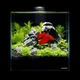 Акваріум Aqualighter набір DAQUARIUM Pico Set 170 мм 5 л (7141) Aqualighter 7141 881395 - зображення 6
