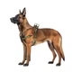 Шлей для собак WAUDOG Nylon с QR паспортом "Милитари" пластиковый фастекс XL (324-4026) WAUDOG 324-4026 891587 - изображение 3