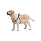 Шлея для собак WAUDOG Nylon з QR паспортом анатомічна "Інді" L (4974) WAUDOG 4974 890740 - зображення 3