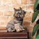 Костюм для животных Pet Fashion Pf Style S (4823082427956) Pet Fashion 4823082427956 919957 - изображение 5