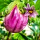 Семена Баклажан Rotonda Bianca Sfumata Di Rosa 5 шт/уп - изображение 5