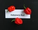 Перец острый "Хабанеро" красный семена 0,25 гр. (прибл 50 шт) Habanero red до 350 000 SHU - изображение 10