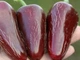 Перец острый Jalapeno Moroccan семена (5 шт) черный Халапеньйо марокканский до 8 000 SHU - изображение 3