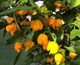 Перец острый Carolina Reaper Yellow семена (5 шт) желтый Каролина Рипер каролинский жнец чили суперхот до 2 200 000 SHU - изображение 3