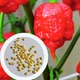 Перец острый Carolina Reaper Red семена (5 шт) красный Каролина Рипер каролинский жнец чили суперхот до 2 200 000 SHU - изображение 1