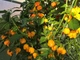 Перец острый Carolina Reaper Yellow семена (5 шт) желтый Каролина Рипер каролинский жнец чили суперхот до 2 200 000 SHU - изображение 4