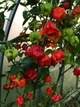 Перец острый Carolina Reaper Red семена (5 шт) красный Каролина Рипер каролинский жнец чили суперхот до 2 200 000 SHU - изображение 2