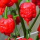 Перец острый Carolina Reaper Red семена (5 шт) красный Каролина Рипер каролинский жнец чили суперхот до 2 200 000 SHU - изображение 5