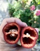 Перец острый Jalapeno Chocolate семена (5 шт) коричневый Халапеньйо шоколадный до 8 000 SHU - изображение 5