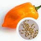 Перец острый Habanero Orange семена (5 шт) оранжевый Хабанеро чили суперхот до 350 000 SHU - изображение 1