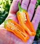 Перец острый Jalapeno Orange семена (5 шт) оранжевый Халапеньйо до 8 000 SHU - изображение 5