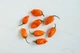 Перец острый Habanero Orange семена (5 шт) оранжевый Хабанеро чили суперхот до 350 000 SHU - изображение 4