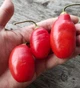 Перец острый Rocoto семена (5 шт) красный Рокото до 100 000 SHU - изображение 7