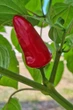 Насіння гострого перцю Fresno Red, 5 штук - изображение 2