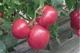 Томат Пинк розовый Hortus 0,3 г - изображение 2