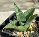 Сансевієрія Сноуфлейк (Sansevieria Snowflake), 6 см горщик, висота 5 см - зображення 3