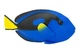 Фигурка Рыба Голубой хирург XL Safari Ltd 100039 - изображение 3