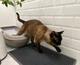 Килимок двошаровий для котячого лотка (туалета) "CAT IN BOX" EVA Cat mat 60х40 см хакі - зображення 3