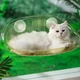 Підвісний прозорий гамак-полиця "Хмаринка" для котів на вікно Cloud Cat Hammock - зображення 7