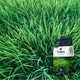 Райграс сорт Tetragreen 4 кг - зображення 1