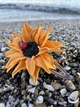 Заколка Подсолнух, заколка желтая, заколка из фоамирана, заколка цветок, заколка ручной работы - изображение 1