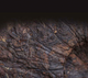Шу Пуер Pu Miao Reserve 2014 р., зрілий Шу Пуер з Юньнані, 357 г - зображення 5