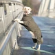 Комбинезон Noble Pet Travis T4123/XL Khaki (00002240) - изображение 13