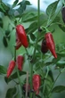 Перец Халапеньо семена 0,25 гр. (прибл 40 шт) халапеньйо красный (Jalapeno red) острый чили до 8,000 SHU - изображение 5