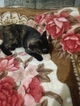 Іграшка для котів GiGwi speedy Catch Інтерактивна мишка, штучне хутро, 9 см (75240) - зображення 4