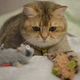 Игрушка для котов Енот с кошачей мятой GiGwi Catch and scratch искусственный мех, кошачья мята, 8 см - изображение 9