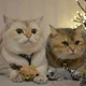 Игрушка для котов Енот с кошачей мятой GiGwi Catch and scratch искусственный мех, кошачья мята, 8 см - изображение 5