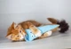 Іграшка для котів Кролик блакитний з шарудінням GiGwi ROOKIE HUNTER, текстиль, папір, 38 см - зображення 5