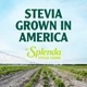Сахарозаменитель натуральна стевия без горечи Splenda 540 г - изображение 6