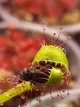 Насіння росянки Капська Drosera Capensis Rubra 20шт хижа рослина - изображение 1