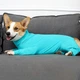 Комбинезон для восстановления собак Derby Pet Recovery Suite, Turquoise, 3XL - изображение 6