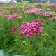 Тысячелистник гибридный 'Rainbow Lightning Pink®'. Контейнер 1.5л - изображение 3