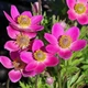 Анемона гибридная 'Spring Beauty Pink®'. Контейнер 1.5л - изображение 1