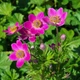 Анемона гибридная 'Spring Beauty Pink®'. Контейнер 1.5л - изображение 3