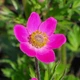 Анемона гибридная 'Spring Beauty Pink®'. Контейнер 1.5л - изображение 5