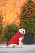 Жилет Noble Pet Softshell Ostin O4149/L Red - изображение 6