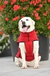 Жилет Noble Pet Softshell Ostin O4149/L Red - изображение 7