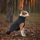 Жилет Noble Pet Softshell Ostin O4143/M Navy - изображение 2